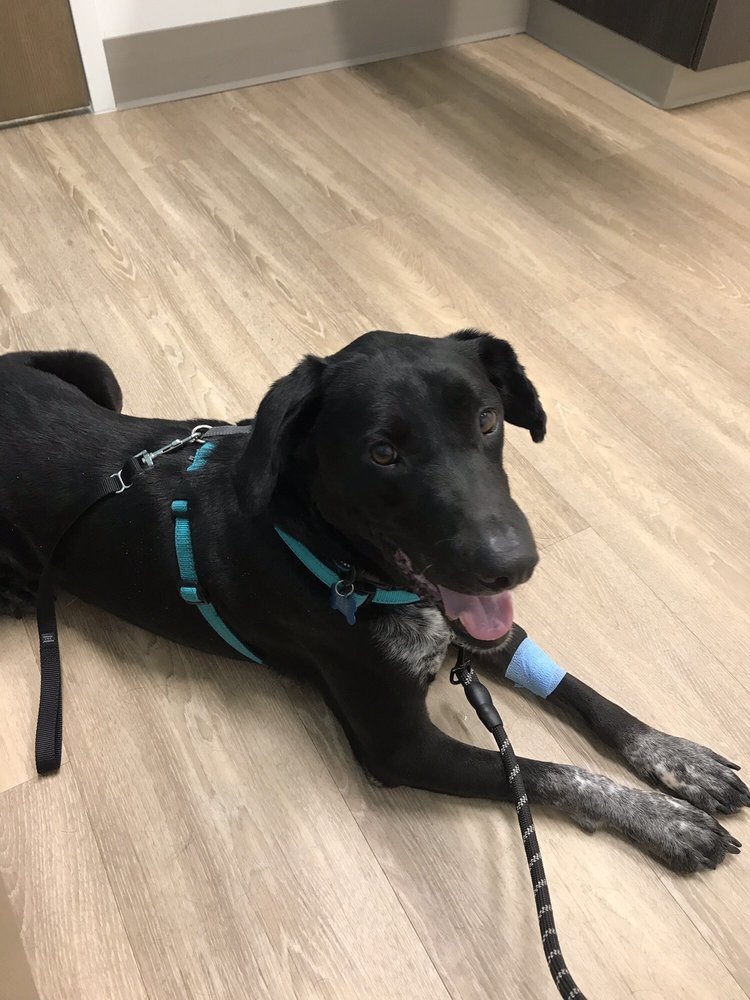 two blondes all breeds rescue