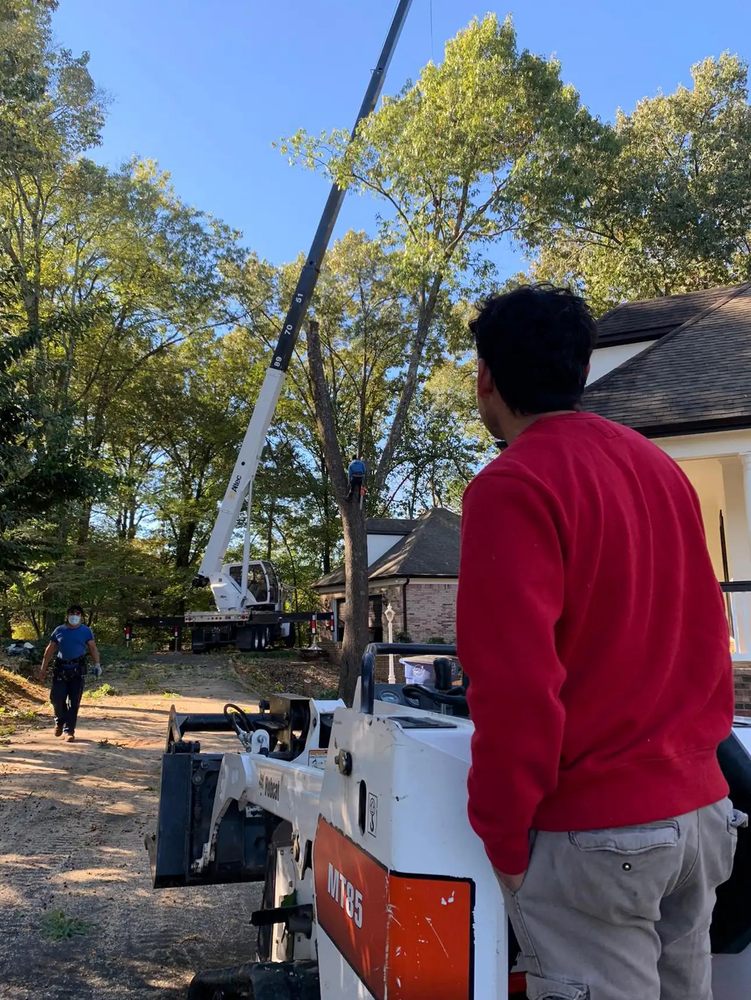 Diego’s Tree Service - tree service in Memphis, TN