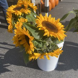 Rockford Farmer's Market