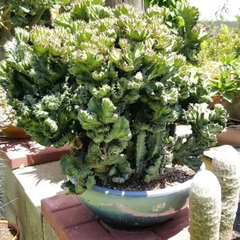 Wild Thyme Farms & Nursery - Nurseries & Gardening Near Me - Folsom, Louisiana Wild Thyme Farms & Nursery - Nurseries & Gardening Near Me - Folsom, Louisiana