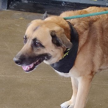The Garage Brewery - Cool pup!! - Breweries Near Me - Chesapeake, Virginia The Garage Brewery - Cool pup!! - Breweries Near Me - Chesapeake, Virginia