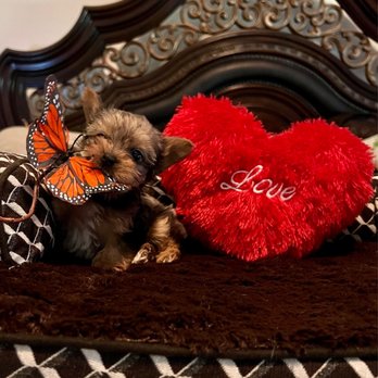 Teacup Yorkies In Texas - First photo shoot - Pet Breeders Near Me Teacup Yorkies In Texas - First photo shoot - Pet Breeders Near Me