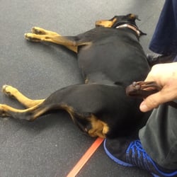 Columbus All-Breed Training Club - Nina Pritt