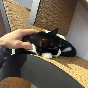 Koneko - cat - Breakfast & Brunch Near Me - New York, New York