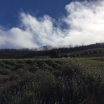 Ali'i Kula Lavender - Tours Near Me - Kula, Hawaii Ali'i Kula Lavender - Tours Near Me - Kula, Hawaii