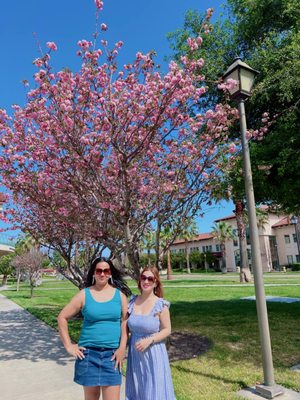 Santa Clara University by null