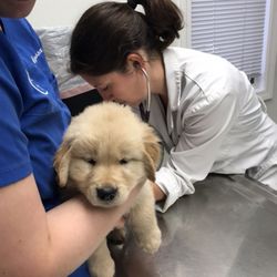 Rocking O Alpaca's and Golden Retrievers - Dr Amy Munson, Gansett Animal Hospital with Bantam!