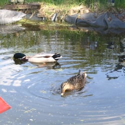 Entenbesuch am Gartenteich