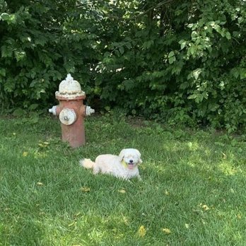 Francis Kennels - Pet Sitting Near Me - Xenia, Ohio