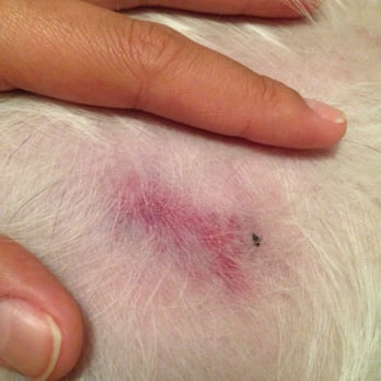 Princess & Dukes Pet Salon - Pet Groomers Near Me - Hialeah, Florida