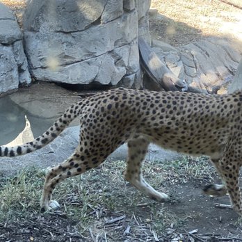 Dallas Zoo - Zoos Near Me - Dallas, Texas