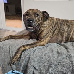 Premier Pet Services