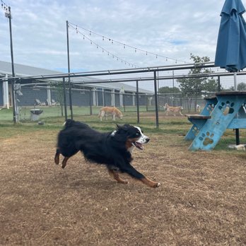 JUMPING JACK DOG RANCH - Updated October 2025 - 84 Photos & 52 Reviews ...