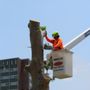 Photo of Lumberjack Tree Service