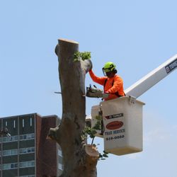 Lumberjack Tree Service