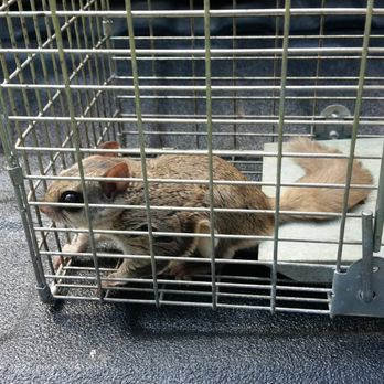 Wildlife Removal New York - Wildlife Control Near Me Wildlife Removal New York - Wildlife Control Near Me