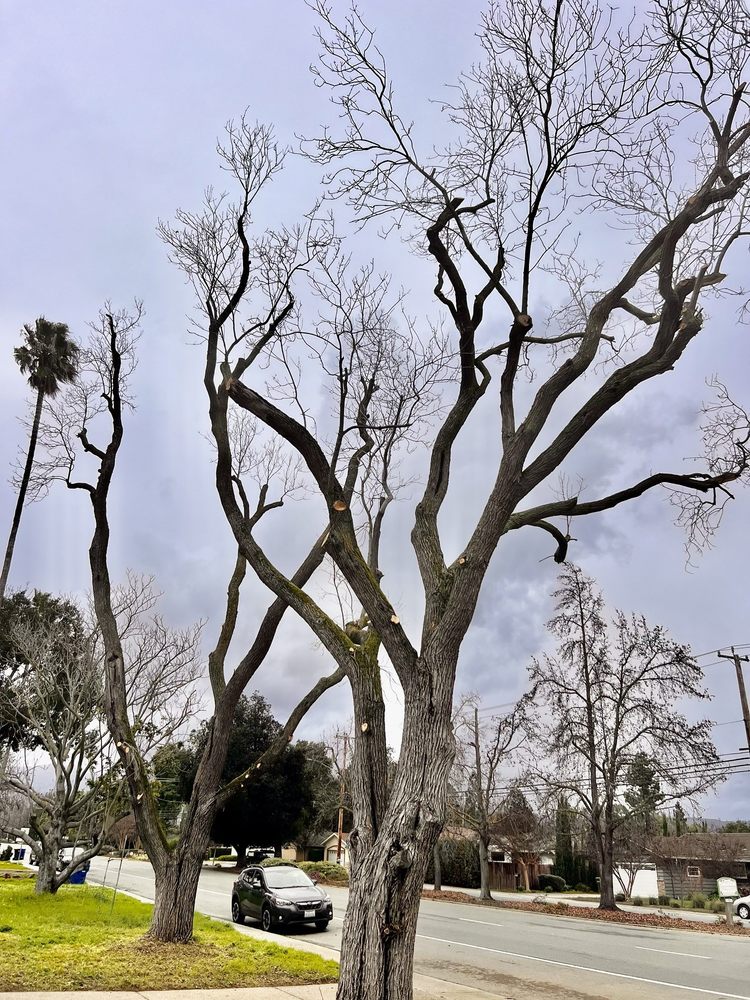 A-1 Tree Service - tree service in San Jose, CA