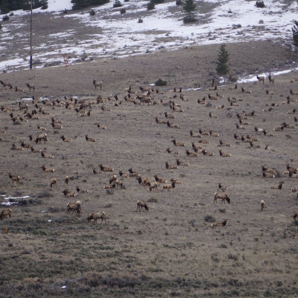 The Hole Hiking Experience - Her of elk across from Miller Butte. - Hiking Near Me The Hole Hiking Experience - Her of elk across from Miller Butte. - Hiking Near Me