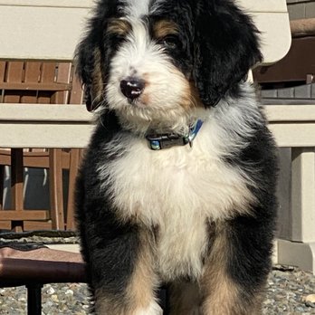Puget Sound Doodles - Pet Breeders Near Me Puget Sound Doodles - Pet Breeders Near Me