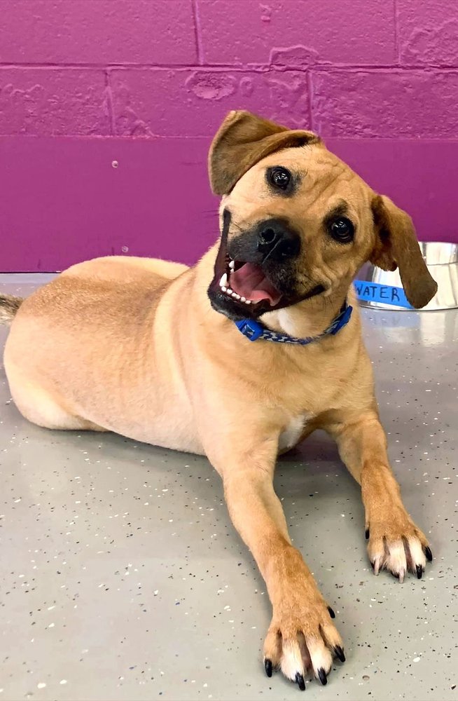 CAMP RUFF IT Updated September 2024 50 Photos & 31 Reviews 399 Gundersen Dr, Carol Stream