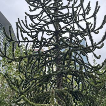 Salesforce Park - Parks Near Me - San Francisco, California
