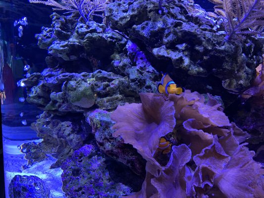 The Seas with Nemo & Friends by null