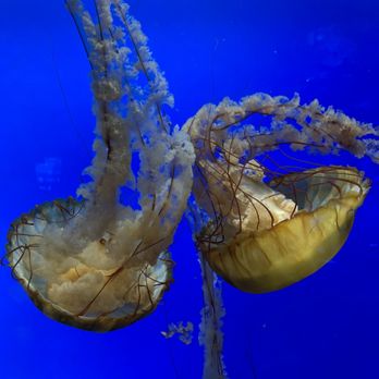 Aquarium Pyramid - Aquariums Near Me - Galveston, Texas Aquarium Pyramid - Aquariums Near Me - Galveston, Texas