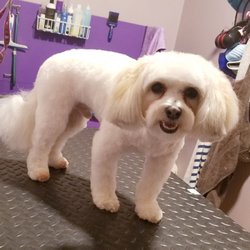 Pristine Paws Grooming Salon