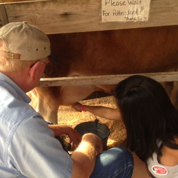 Hillcrest Orchards - milking in action and you get a sticker after too :) - Farmers Market Near Me - Ellijay, Georgia