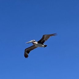 Fly by Fly by