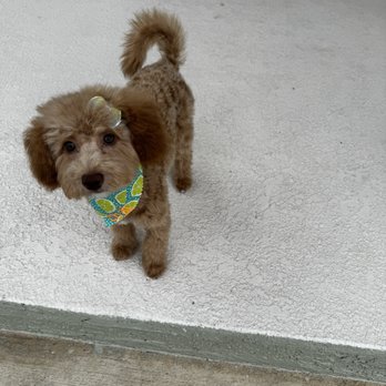 Bubbles n biscuits - Pet Groomers Near Me - Ocala, Florida