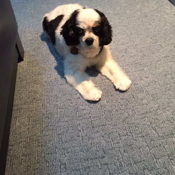 Plush Pups - Pet Stores Near Me - Huntingdon Valley, Pennsylvania Plush Pups - Pet Stores Near Me - Huntingdon Valley, Pennsylvania