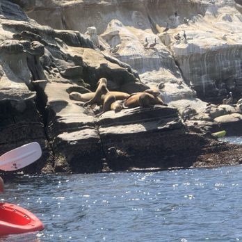 Everyday California - California Sea Lions enjoying the sun. - Rafting/Kayaking Near Me - La Jolla, California