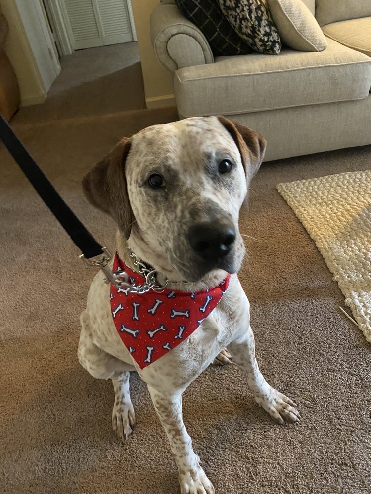 ZOOM N GROOM 17 Photos Louisville, Kentucky Pet Groomers Phone