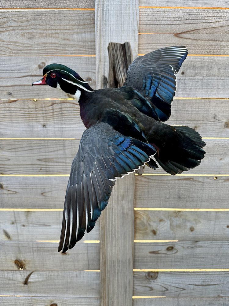 Wingshooter Waterfowl Taxidermy - taxidermy in Chesapeake, VA