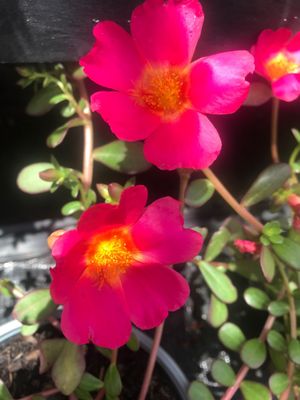 Walmart Supercenter by null