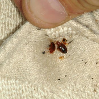 Crow Pest Control - We offer an aggressive approach and affordable pricing to rid you of this parasite. - Pest Control Near Me - Chicago, Illinois Crow Pest Control - We offer an aggressive approach and affordable pricing to rid you of this parasite. - Pest Control Near Me - Chicago, Illinois