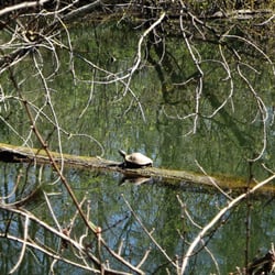 Parc du Confluent Garonne Ariège - La moins timide, normalement il y en avait 3 autres sur la branche!