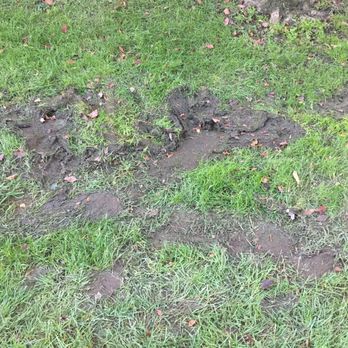 Seasonal Solutions - This is what you get when Seasonal Solutions supposedly cuts your lawn!!! This is horrible and unexceptionable- - Landscaping Near Me - Overland Park, Kansas Seasonal Solutions - This is what you get when Seasonal Solutions supposedly cuts your lawn!!! This is horrible and unexceptionable- - Landscaping Near Me - Overland Park, Kansas