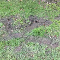 Seasonal Solutions - This is what you get when Seasonal Solutions supposedly cuts your lawn!!! This is horrible and unexceptionable-