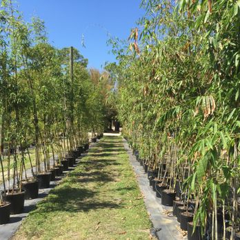 Pottery Express and Bamboo Farm - Bamboo plants - Nurseries & Gardening Near Me - Punta Gorda, Florida Pottery Express and Bamboo Farm - Bamboo plants - Nurseries & Gardening Near Me - Punta Gorda, Florida