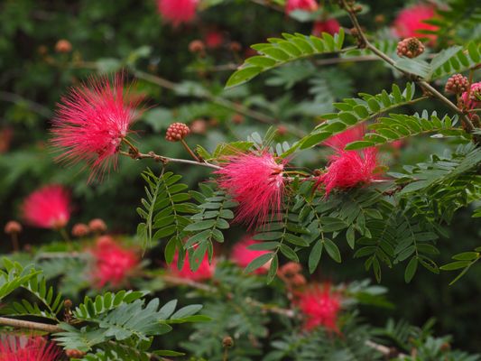 Mauna Loa Macadamia Nut Visitor Center by null