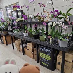 Koolau Farmers - Orchid plants