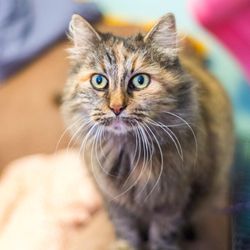The Foster Farm - Florence, a sweet rescue girl from a feral colony, found with old leg fractures.