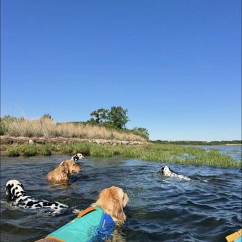 Camp Barrk - Pet Boarding Near Me - New York, New York Camp Barrk - Pet Boarding Near Me - New York, New York
