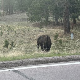 Buffalo