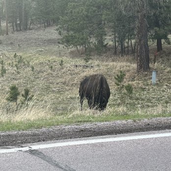 Custer State Park - Buffalo - Parks Near Me - Custer, South Dakota
