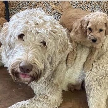 Doodle Paw Ranch - Photo from breeder. - Pet Breeders Near Me Doodle Paw Ranch - Photo from breeder. - Pet Breeders Near Me