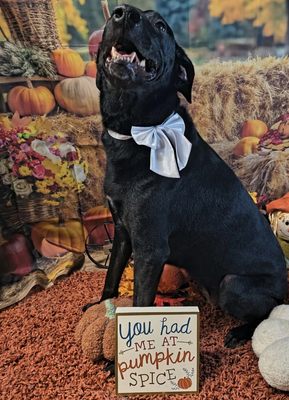 Soggy Dog Pet Grooming Spaw