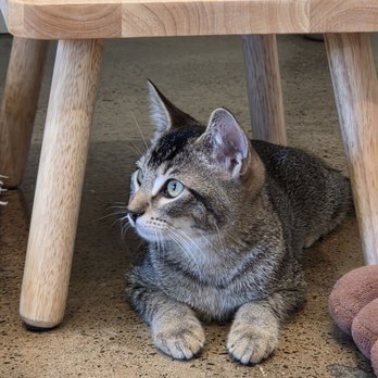Nabi Cat Cafe - Themed Cafes Near Me - Santa Clara, California Nabi Cat Cafe - Themed Cafes Near Me - Santa Clara, California